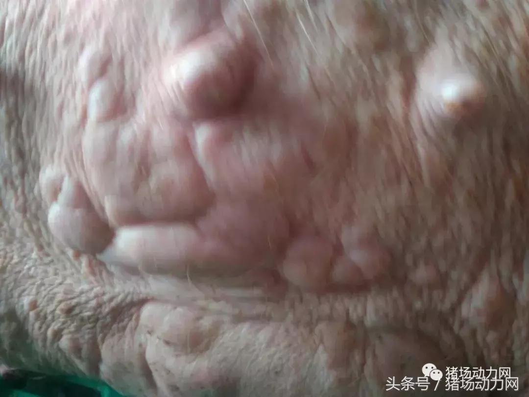 仔猪身上破皮发痒怎么治,仔猪全身圆形溃烂