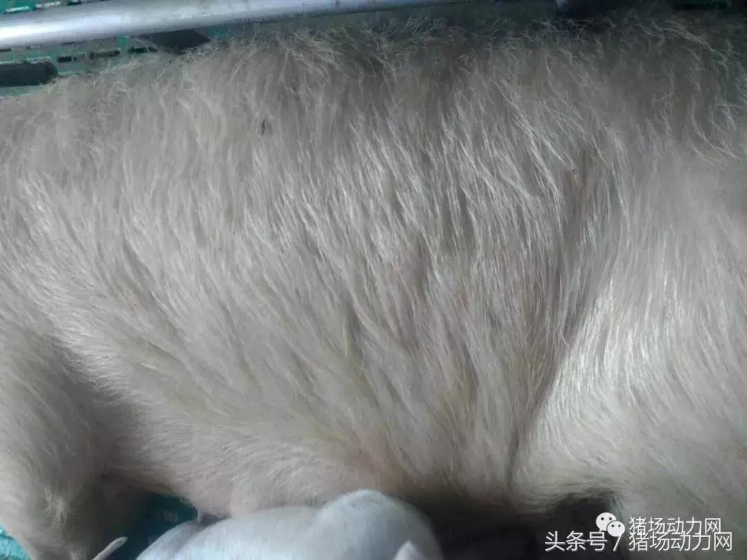 仔猪身上破皮发痒怎么治,仔猪全身圆形溃烂