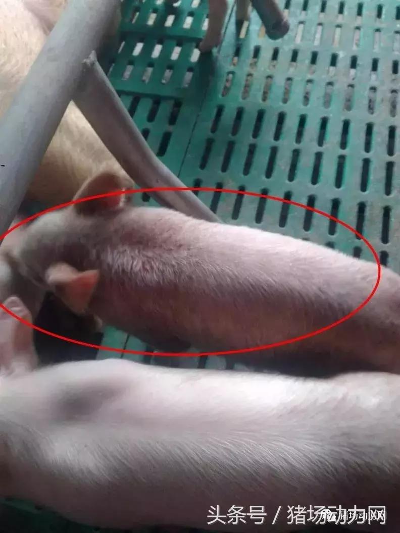 仔猪身上破皮发痒怎么治,仔猪全身圆形溃烂