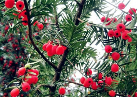 直径80的野生红豆杉值多少,2023年新鲜红豆杉果子多少一公斤