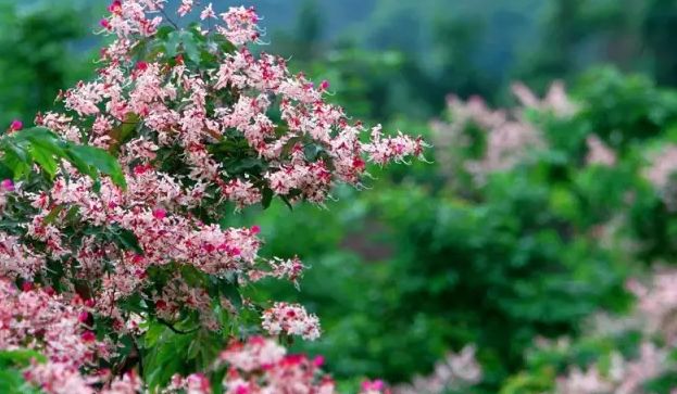 深圳2小时内周边自驾游,深圳爬山看海攻略旅游线路