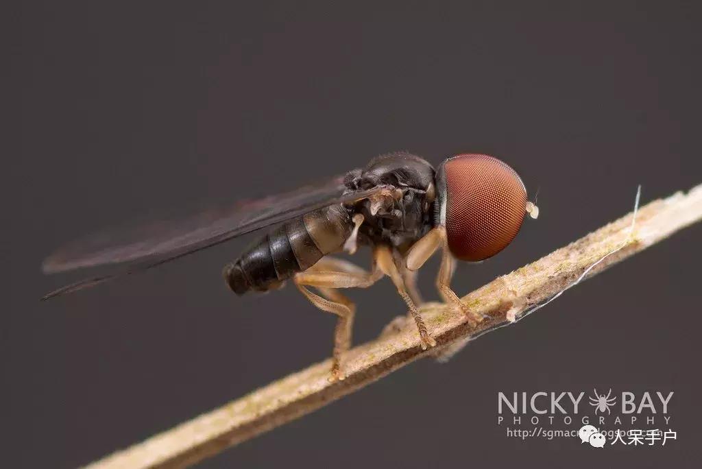 苍蝇的奇葩动作,奇葩宠物苍蝇