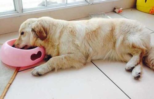 犬瘟热是怎么得的,狗瘟热病有什么症状