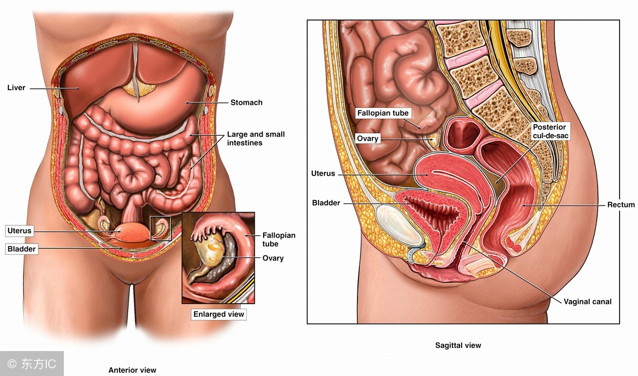 手术后腹部左右大小不一样,腹部手术切口位置