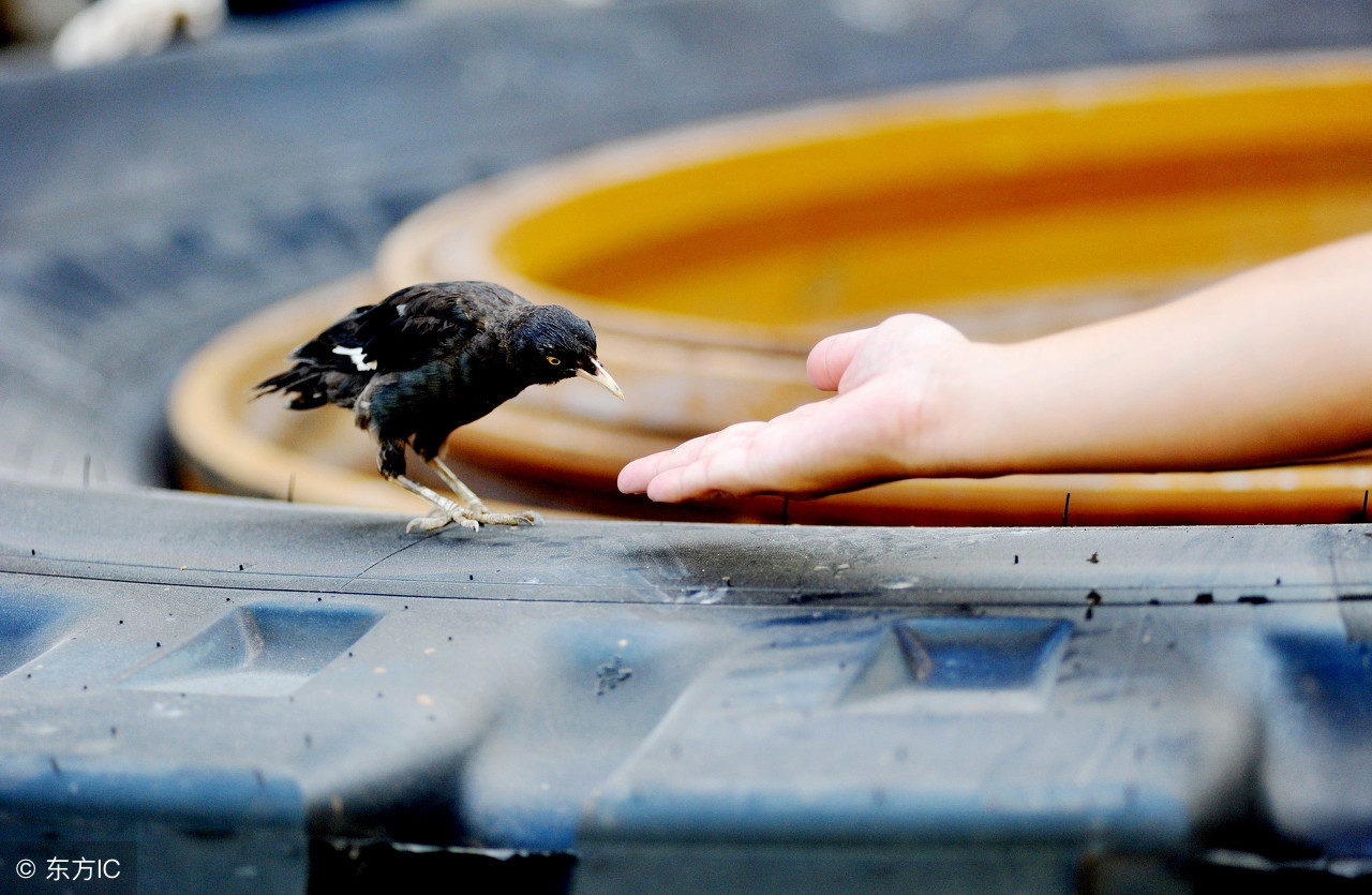 八哥幼鸟最好的饲养方法,八哥幼鸟饲养关注事项