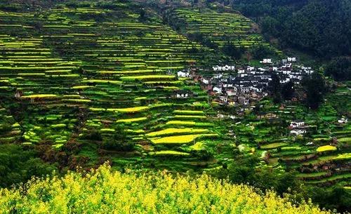 油菜花旅游黄山,黄山油菜花哪里看