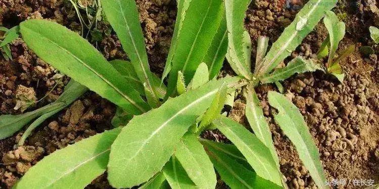 西安长安挖野菜最好的地方,长安哪里挖野菜好吃