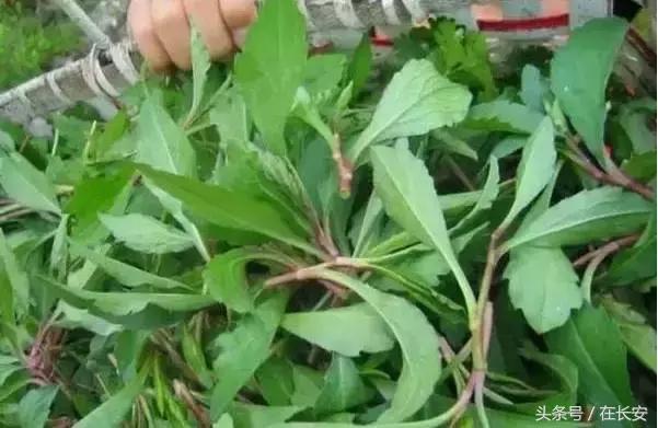 西安长安挖野菜最好的地方,长安哪里挖野菜好吃