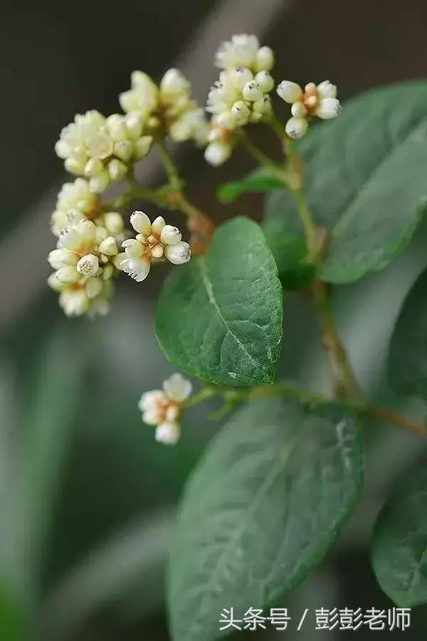 每日一学草药03白花蛇舌草,每日一学草药淫羊藿