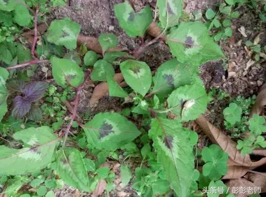 每日一学草药03白花蛇舌草,每日一学草药淫羊藿
