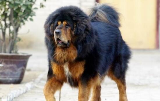 中国藏獒十大獒王,中国藏獒十大獒王排名