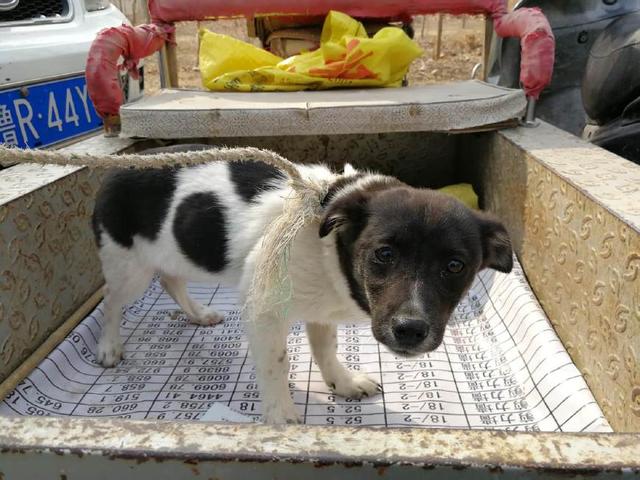 集市上的幼狗，有的眼神充满期待，有的眼神很胆怯，看为啥