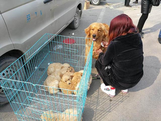 集市上的幼狗，有的眼神充满期待，有的眼神很胆怯，看为啥