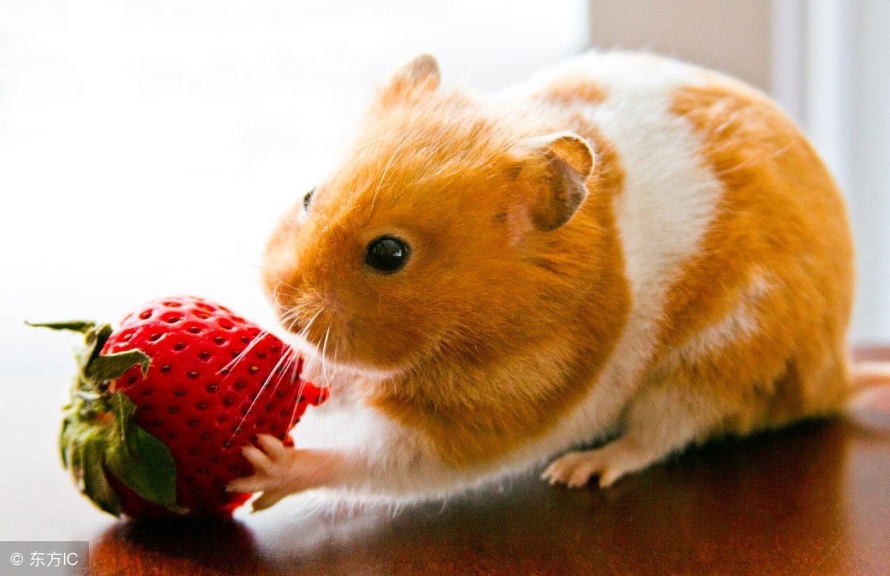 仓鼠的饲养方法,仓鼠的饲养教程手册