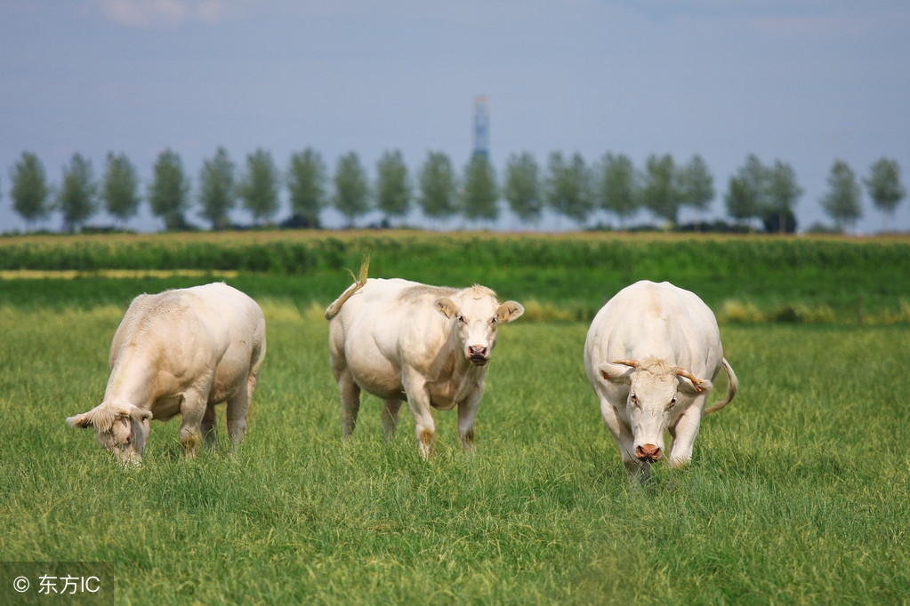 怀孕母牛发高烧用药后母牛流产,母牛流产后怎么预防