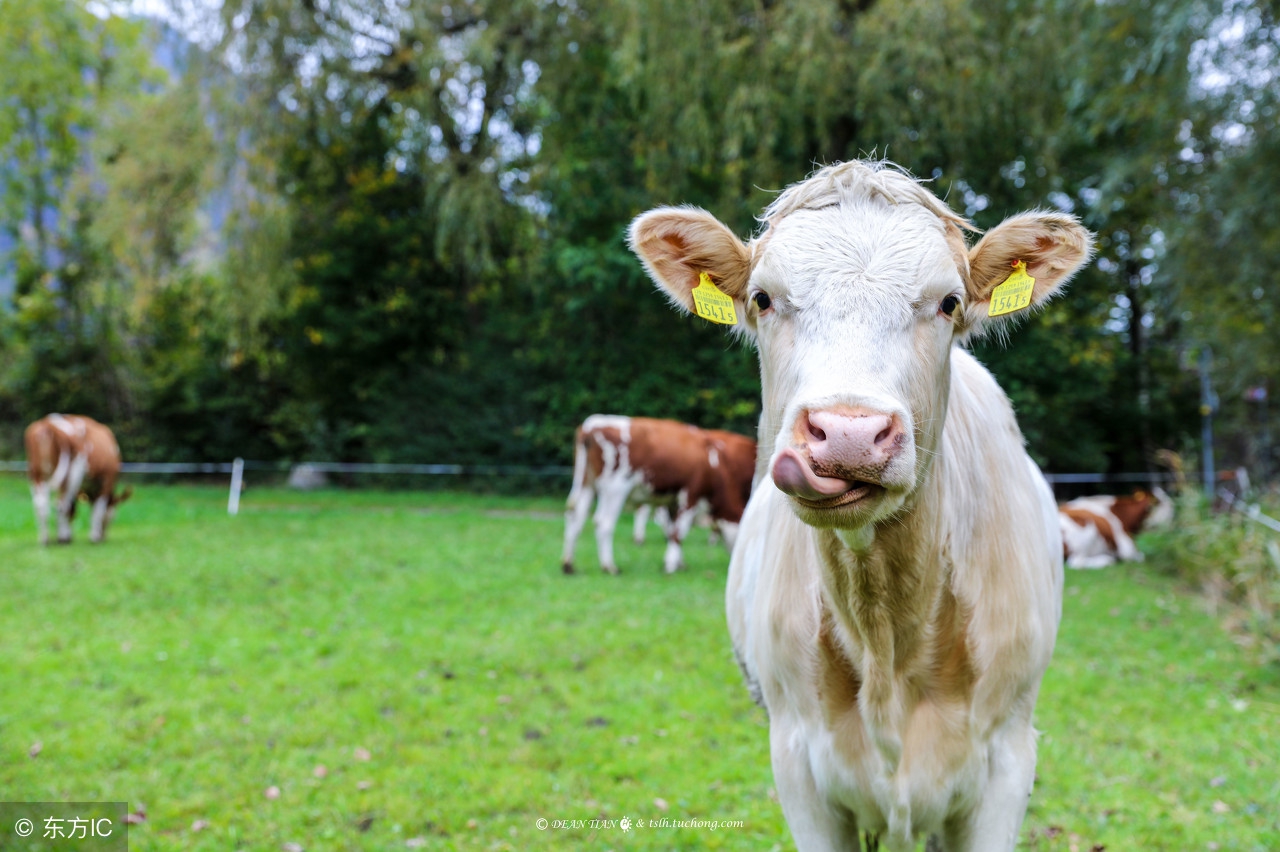 怀孕母牛发高烧用药后母牛流产,母牛流产后怎么预防