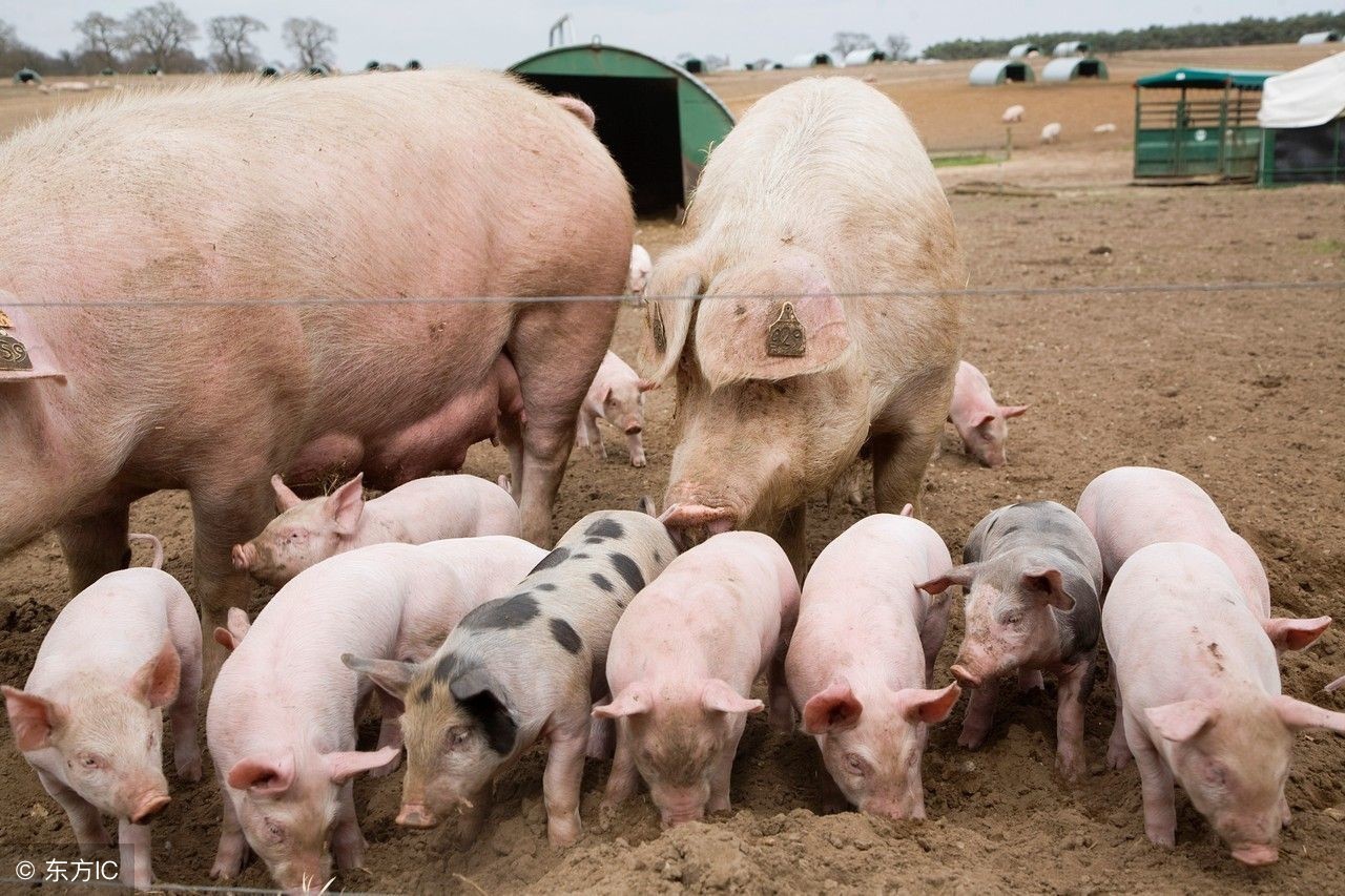 母猪分娩及接产的技术要点,母猪生产过程及处理方法