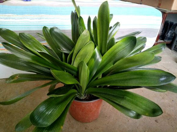 君子兰的叶子被狗吃了,君子兰的花狗吃了有事吗