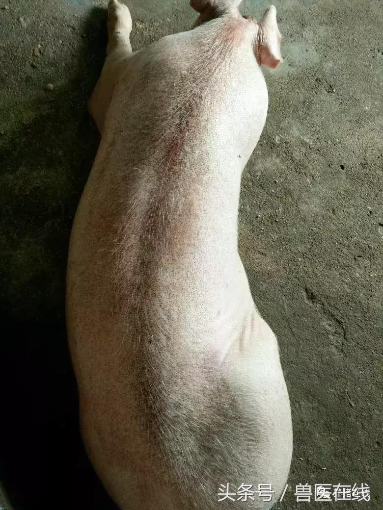 蓝耳啊，你让猪如何是好？