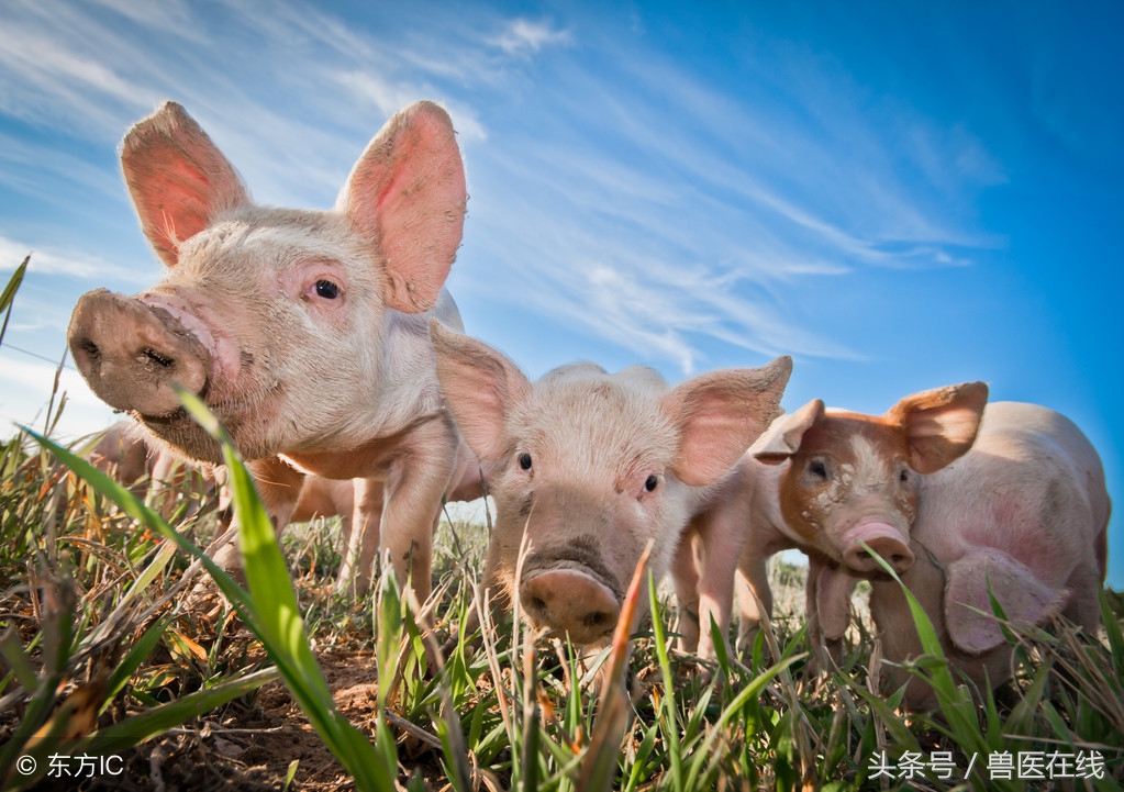 蓝耳啊，你让猪如何是好？