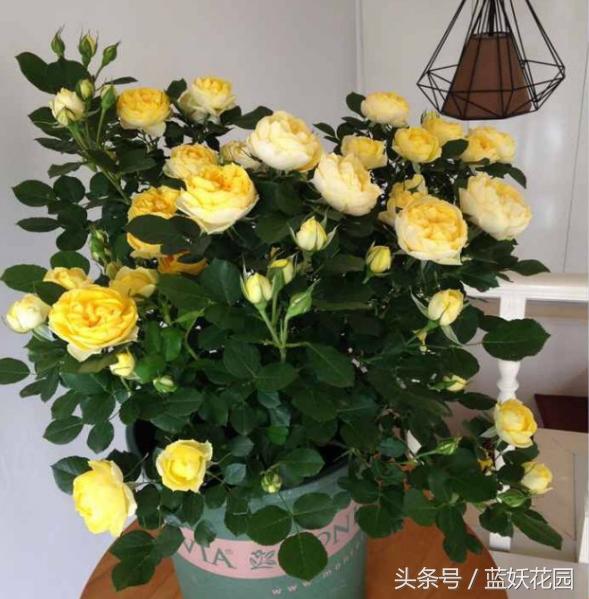 盆栽月季浇水的正确方法,盆栽月季水多怎么办