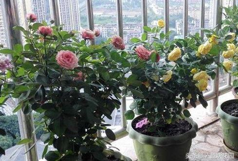 盆栽月季浇水的正确方法,盆栽月季水多怎么办