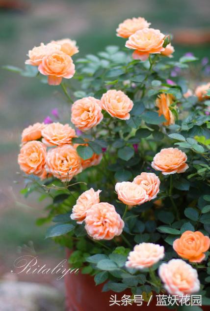 盆栽月季浇水的正确方法,盆栽月季水多怎么办