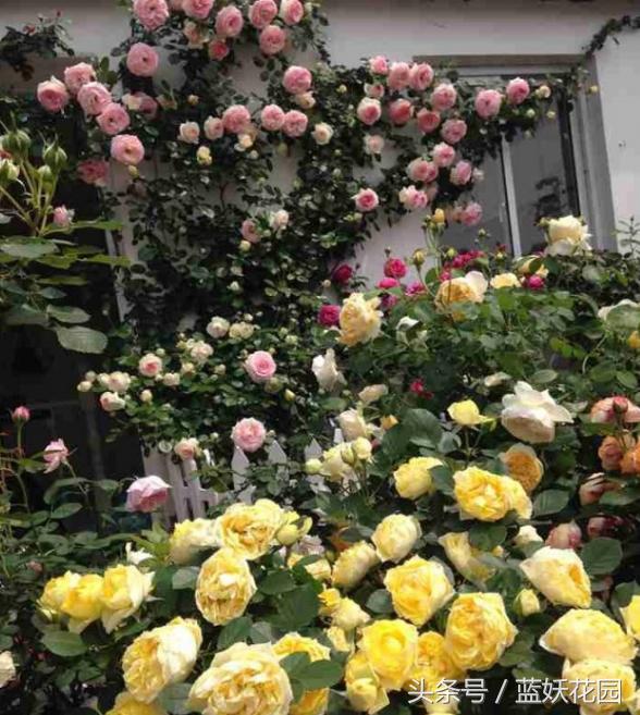 盆栽月季浇水的正确方法,盆栽月季水多怎么办