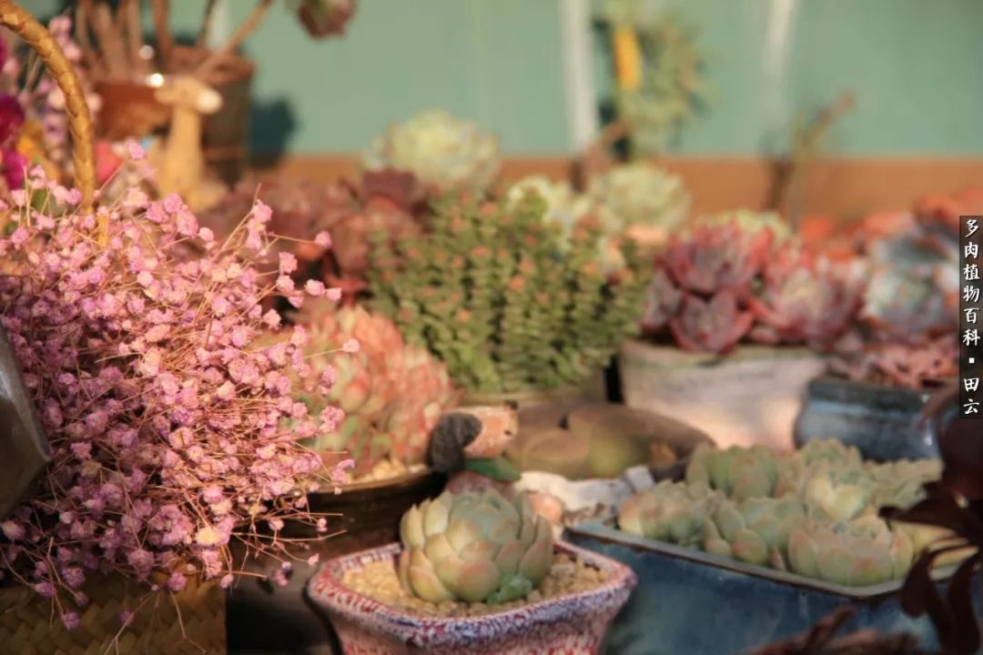 养多肉的精致生活,养多肉的乐趣在于没事瞎折腾