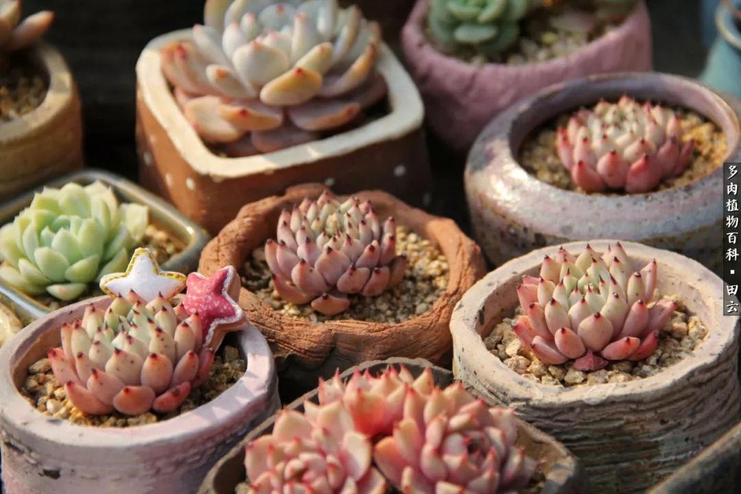 养多肉的精致生活,养多肉的乐趣在于没事瞎折腾