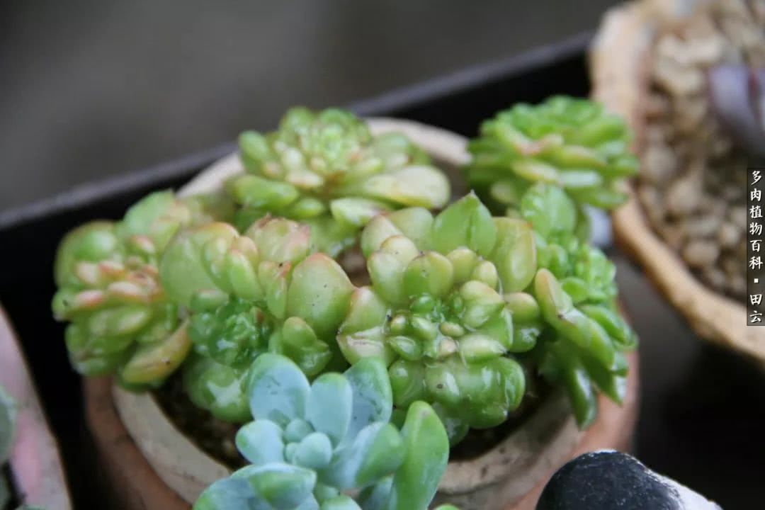 养多肉的精致生活,养多肉的乐趣在于没事瞎折腾