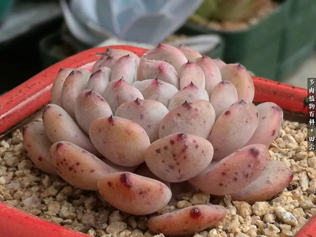 养多肉的精致生活,养多肉的乐趣在于没事瞎折腾