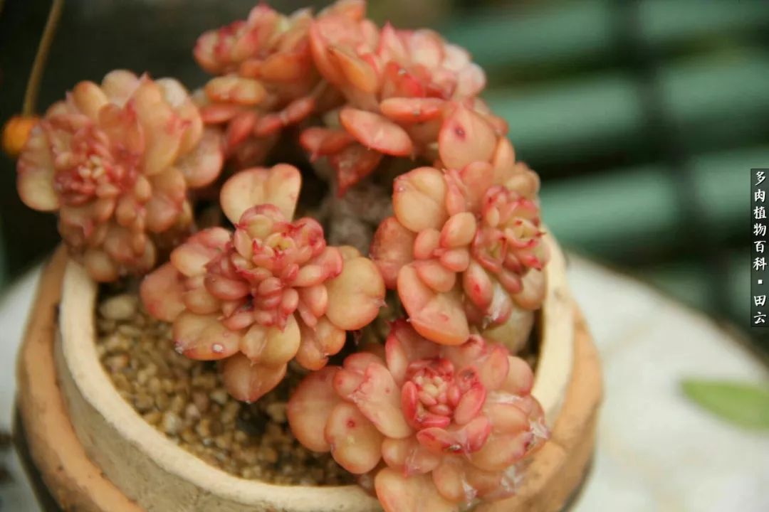 养多肉的精致生活,养多肉的乐趣在于没事瞎折腾