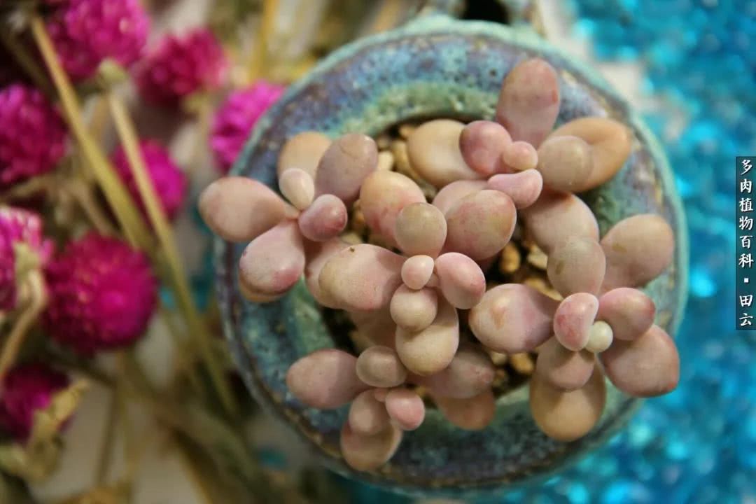 养多肉的精致生活,养多肉的乐趣在于没事瞎折腾