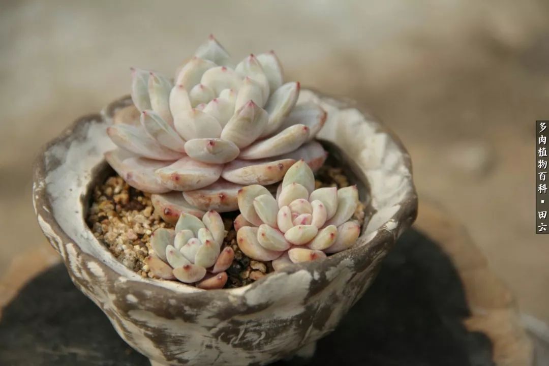 养多肉的精致生活,养多肉的乐趣在于没事瞎折腾