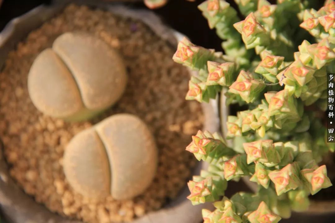 养多肉的精致生活,养多肉的乐趣在于没事瞎折腾