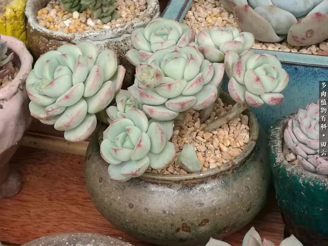 养多肉的精致生活,养多肉的乐趣在于没事瞎折腾