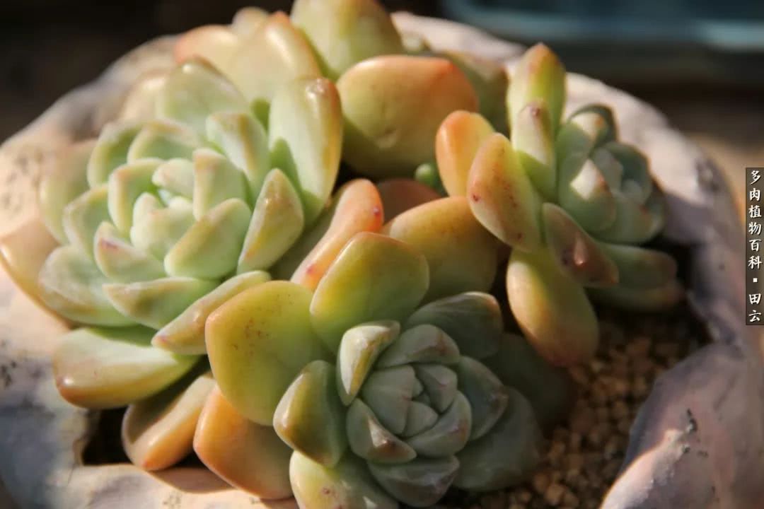 养多肉的精致生活,养多肉的乐趣在于没事瞎折腾