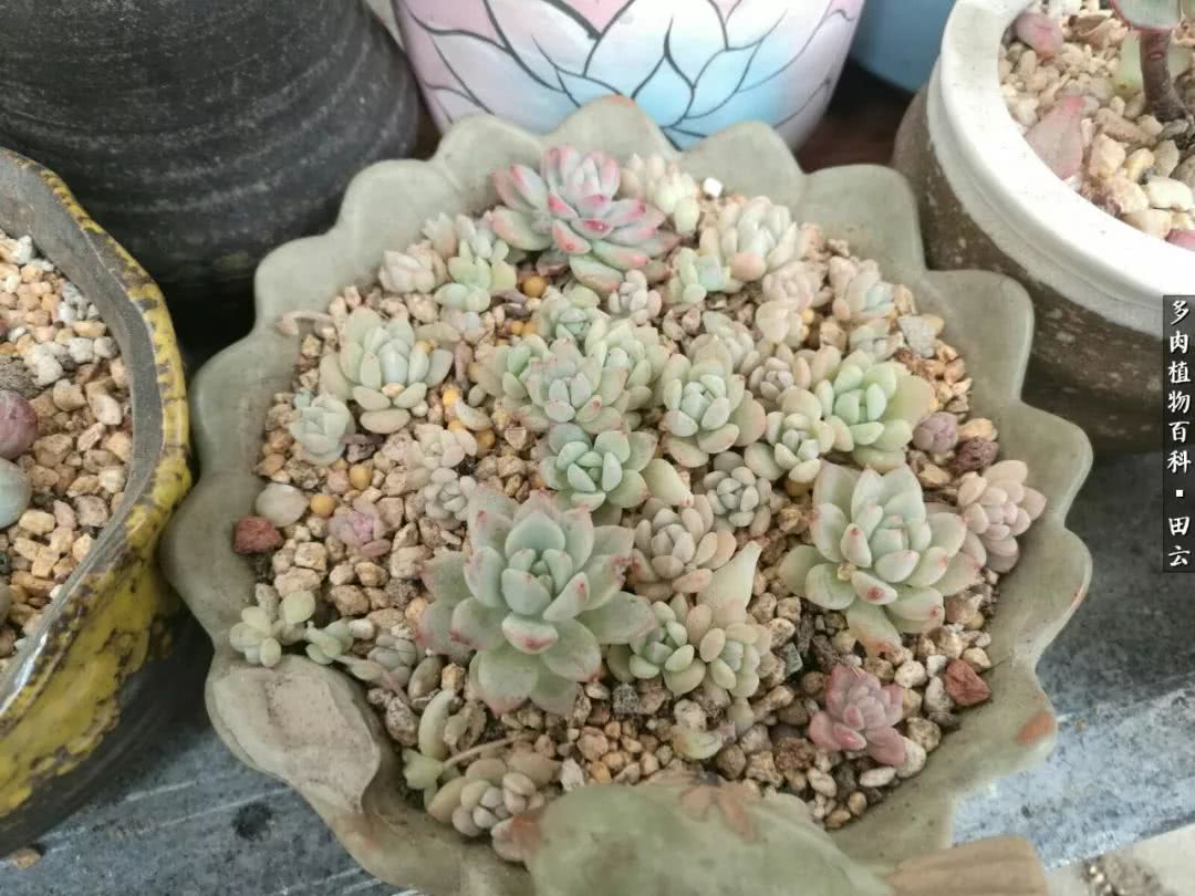 养多肉的精致生活,养多肉的乐趣在于没事瞎折腾