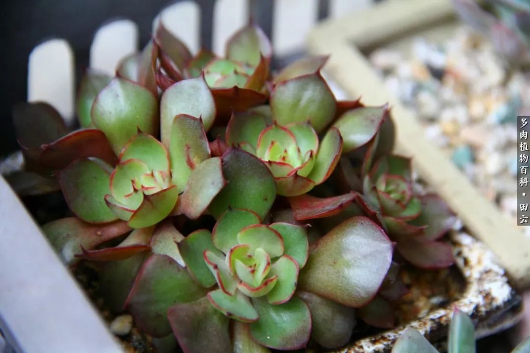 养多肉的精致生活,养多肉的乐趣在于没事瞎折腾