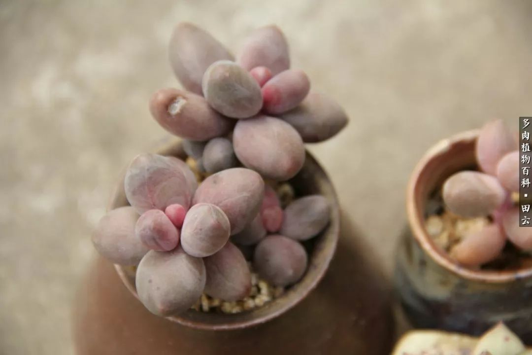 养多肉的精致生活,养多肉的乐趣在于没事瞎折腾