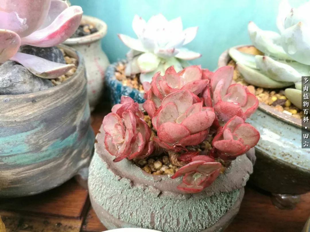 养多肉的精致生活,养多肉的乐趣在于没事瞎折腾