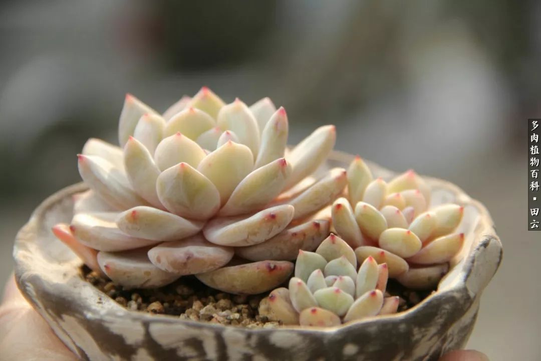 养多肉的精致生活,养多肉的乐趣在于没事瞎折腾