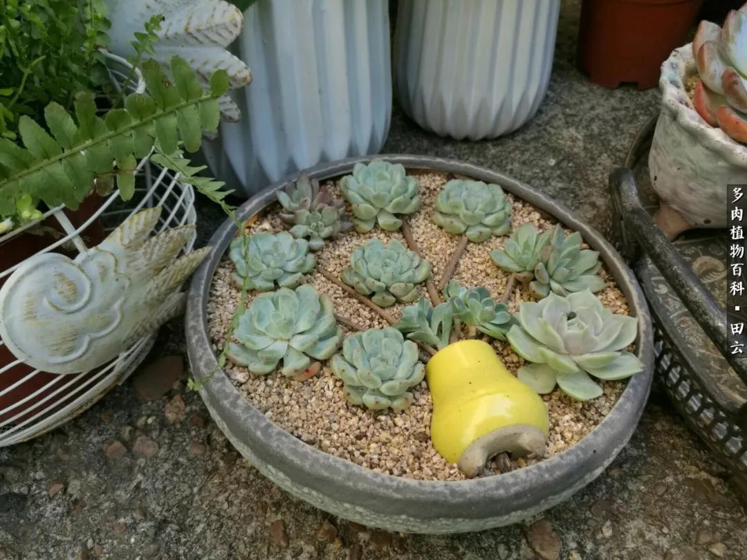 养多肉的精致生活,养多肉的乐趣在于没事瞎折腾