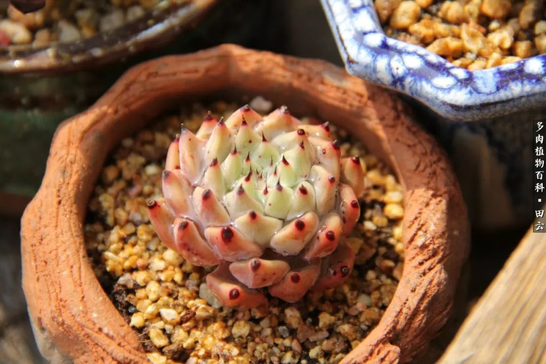 养多肉的精致生活,养多肉的乐趣在于没事瞎折腾