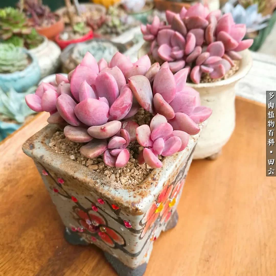 养多肉的精致生活,养多肉的乐趣在于没事瞎折腾