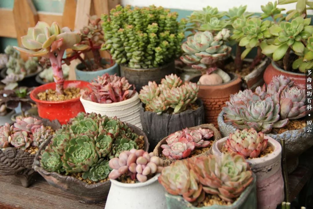 养多肉的精致生活,养多肉的乐趣在于没事瞎折腾