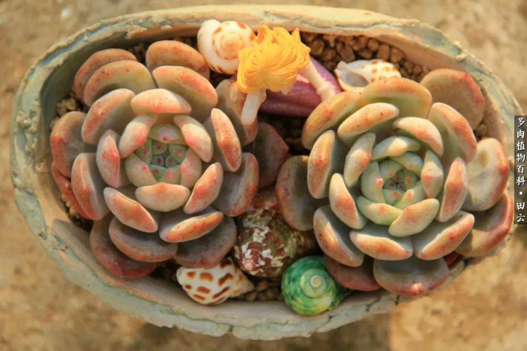 养多肉的精致生活,养多肉的乐趣在于没事瞎折腾