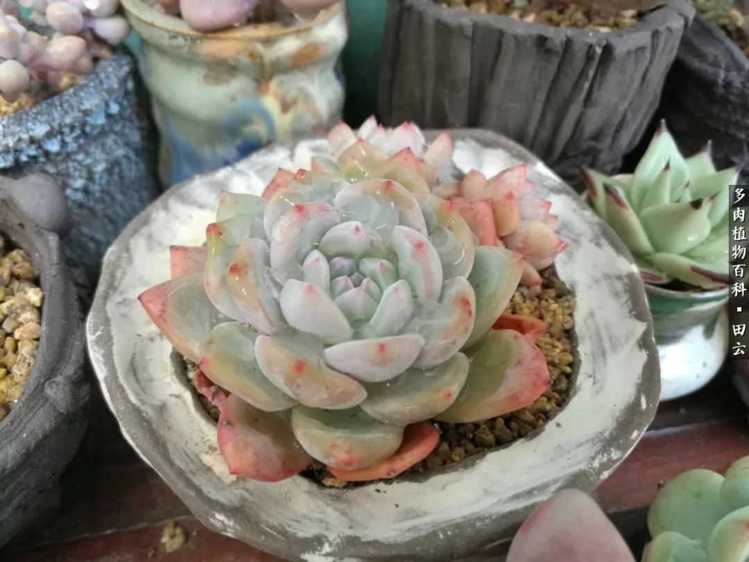 养多肉的精致生活,养多肉的乐趣在于没事瞎折腾