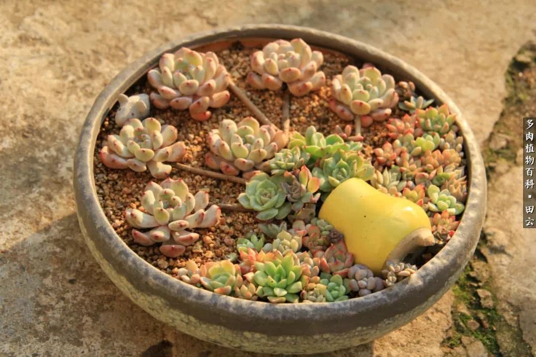 养多肉的精致生活,养多肉的乐趣在于没事瞎折腾